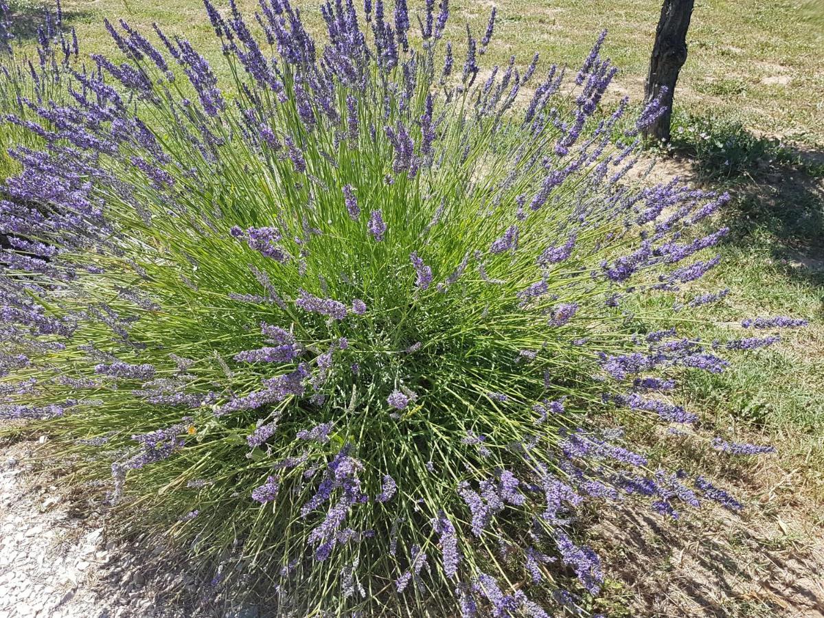 Les Lavandes Holiday home Vaison-la-Romaine